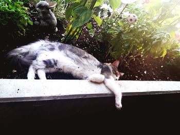 Cat sleeping in backyard