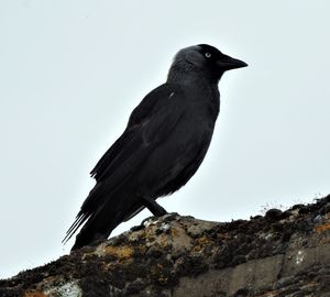 Low angle view of bird perching on rock