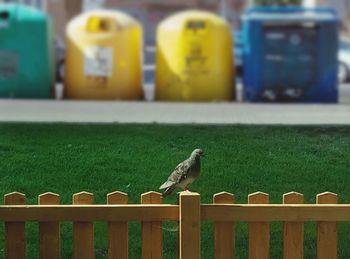 Bird perching on railing