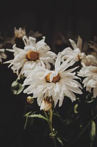 Close-up of white flowers against black background