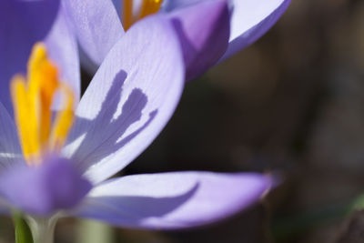 Close-up of purple crocus flower