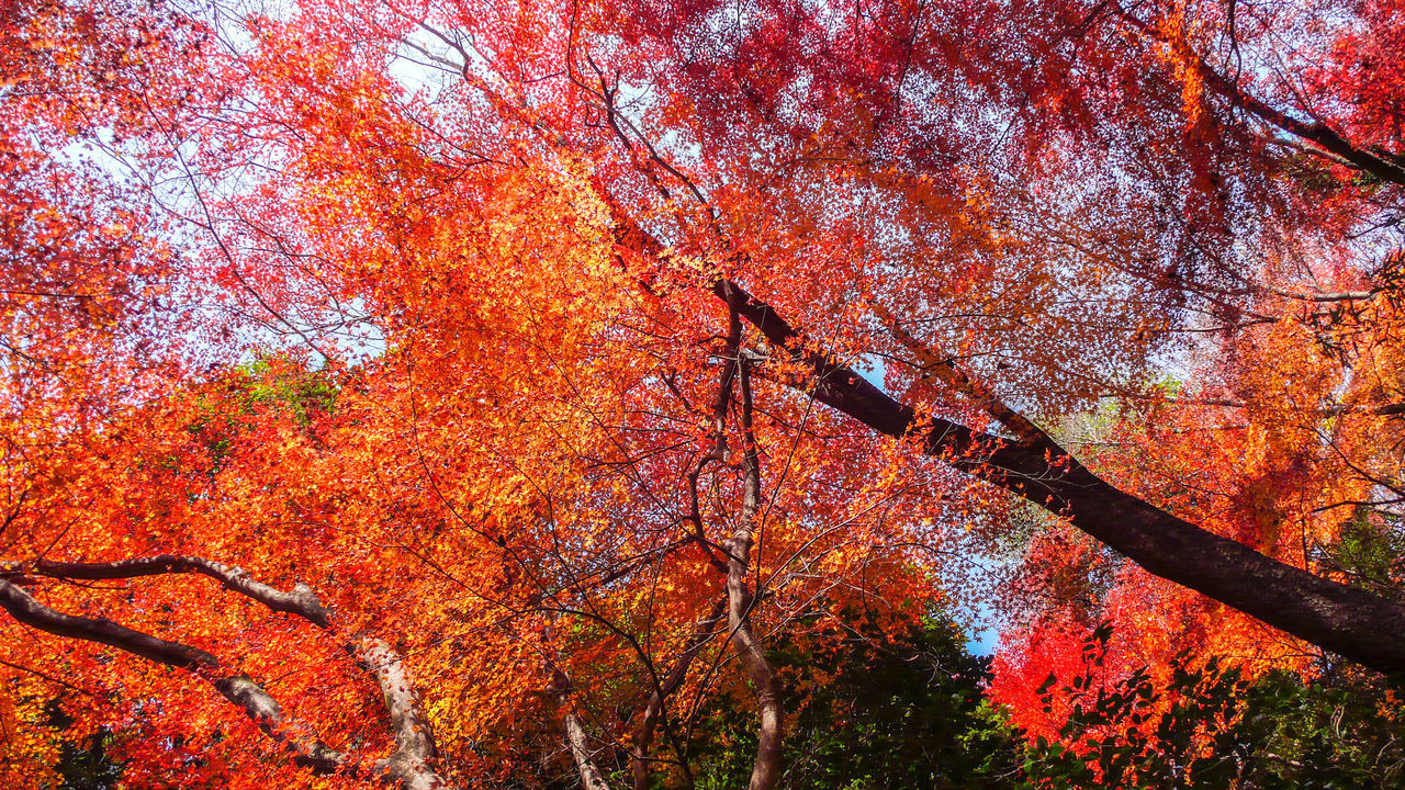 LOW ANGLE VIEW OF TREES DURING AUTUMN