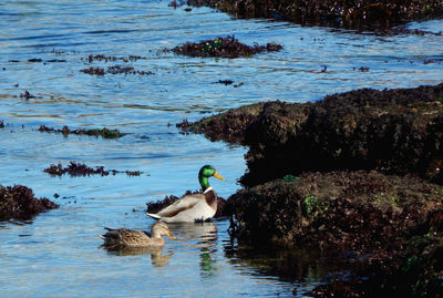 Ducks swimming in lake