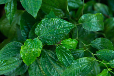 Close-up of raindrops on leaves