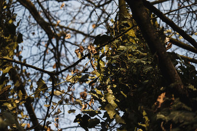 Low angle view of twigs against clear sky