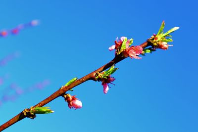 Low angle view of flowering plant against blue sky