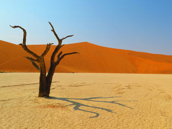 Dead tree on sand dune against clear sky