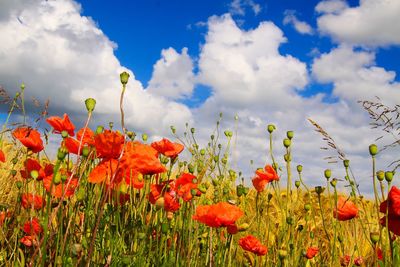 Close-up of red poppy flowers growing on field against sky