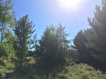 Low angle view of trees against clear sky