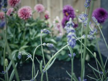 Close-up of flowers blooming outdoors