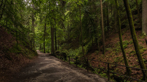 Road amidst trees in forest