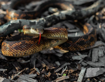 Close-up of snake on field