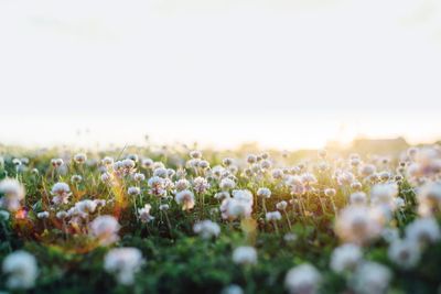 Close-up of flowers growing in field