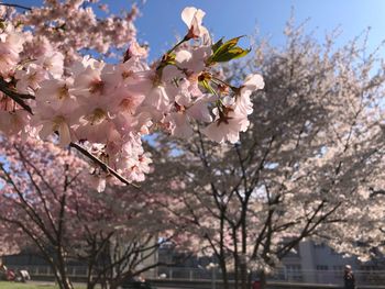 Low angle view of cherry blossoms against sky