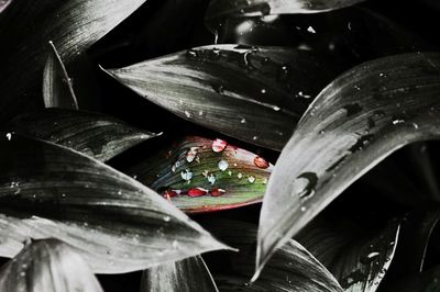 Close-up of wet leaves