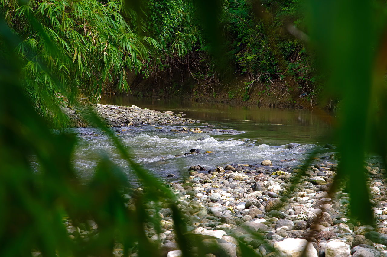 SCENIC VIEW OF FOREST