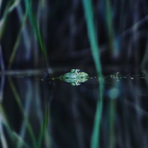 Close-up of insect on water