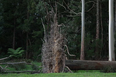 Trees in forest