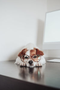 Close up of cute jack russell dog wearing eye wear working at home office on computer. tech and pets