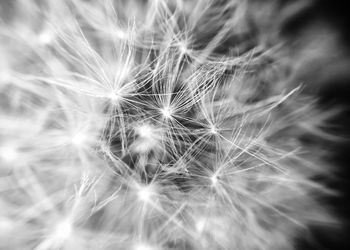 Close-up of dandelion