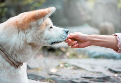 Cropped hand touching japanese akita