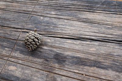 High angle view of pine cone on table