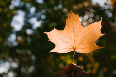 Close-up of hand holding maple leaf during autumn