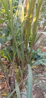 High angle view of plants growing on field