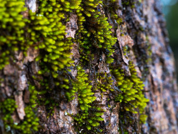 Close-up of moss growing on tree trunk