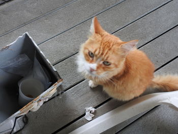 High angle view of cat sitting outdoors