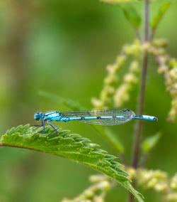 Close-up of damselfly on plant