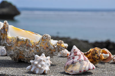 Close-up of seashells on beach against sky