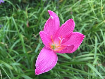 Close-up of pink flower blooming outdoors