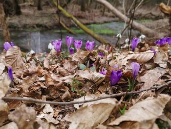 Close-up of purple crocus flowers on field