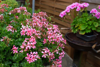 Close-up of pink flower pot