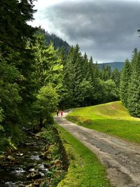 Road amidst trees and plants against sky