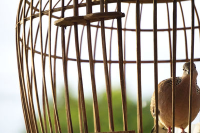 The spotted dove in wooden cage