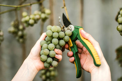 Cropped hand of man holding grapes