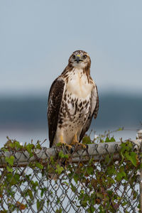 Red-shouldered hawk perched on a fence with beak partially open.