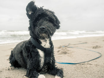 Close-up of dog on beach against sky
