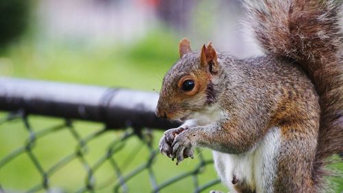 Close-up of squirrel