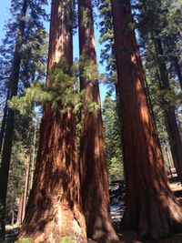 Low angle view of trees in forest