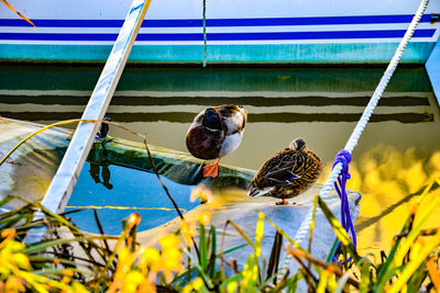 Birds perching on water