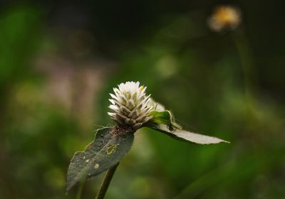 Close-up of thistle