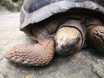 Close-up of a turtle