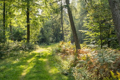 Trees in forest