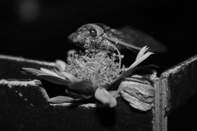 Close-up of fly on flower