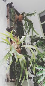 Close-up of potted plant against wall