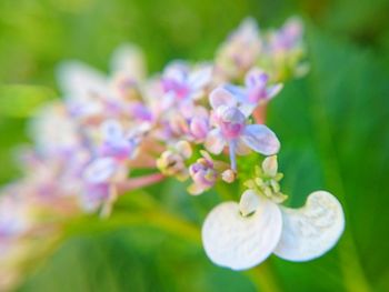 Close-up of flowers blooming outdoors