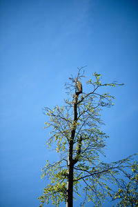 Low angle view of tree against clear blue sky